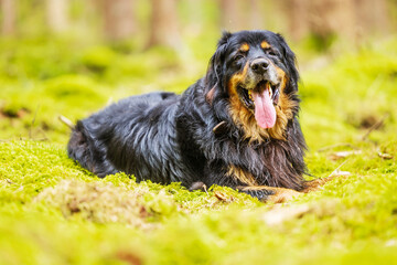 black and gold Hovie dog resting in the woods on the cool moss