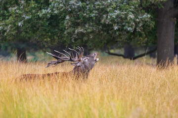 Richmond park, the red deer (Cervus elaphus) is bellowing during the rut in