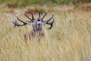 Richmond park, the red deer (Cervus elaphus) is bellowing during the rut in