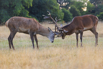 Naklejka na ściany i meble Richmond park, the red deer (Cervus elaphus)struggling with each other