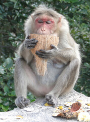 Old, white haired female rhesus monkey