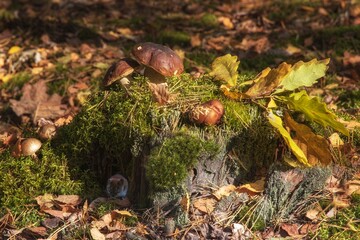 Mushrooms in autumn forest  and small mouse