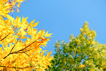 Ash tree branch with yellow leaves in autumn on blue sky background. Bright colors. Beauty in nature. October colors. Tree tops. Fall season. Warm sunny weather concept. Natural texture. Golden park