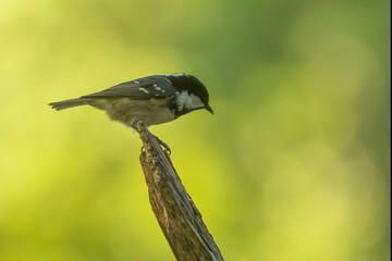 The coal tit or cole tit, (Periparus ater) on the tip of the branch