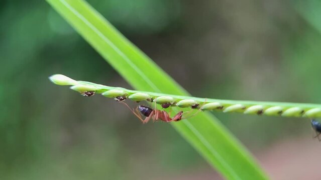 Red ant (Fire ant, Anoplolepis gracilipes) walking Upside down on Guinea Grass (Panic grass, Megathyrsus maximus) - Macro Video
