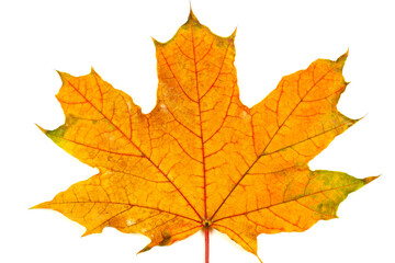 Naklejka na ściany i meble Autumn leaf