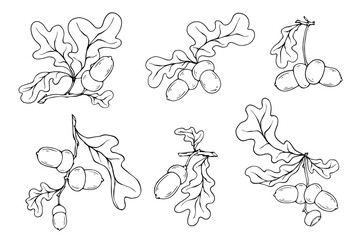 Set of line sketches of oak tree branches with acorns.Decorative vector graphic.