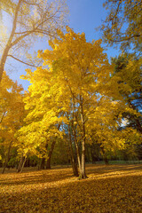 Romantic magical autumn maple tree with low warm sun, long shadows.