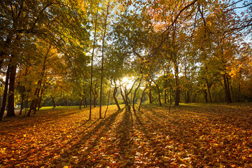 Naklejka premium Romantic magical autumn landscape with low warm sun, long shadows and maple leaves.