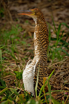a juvenile Rufescent tiger heron sitting in the grass