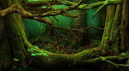 Mysterious fantasy forest landscape, curved branches, old mossy trees. Enchanted woods, misty background