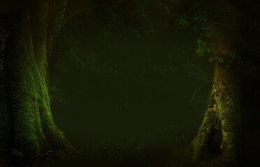 Mysterious dark forest background. Old thick mossy oak trees, oak leaves, hollow, roots