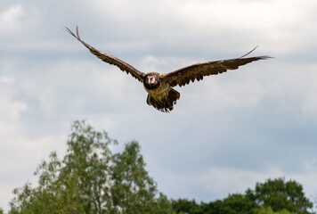 Owl flying against cloudy sky