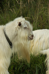 bearded goat without horns with white fur