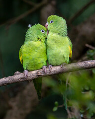 A couple of Plain Parakeet perched on branch. Species Brotogeris chiriri. It is a typical parakeet of the Brazilian forest. Birdwatching. birding. Parrot Valentine's Day. Affection.