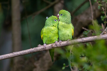 A couple of Plain Parakeet perched on branch. Species Brotogeris chiriri. It is a typical parakeet of the Brazilian forest. Birdwatching. birding. Parrot Valentine's Day. Affection.