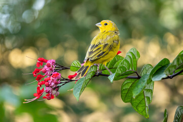 A male of Saffron Finch also known as Canario or Chirigue Azafranado perched on the branch. Species Sicalis flaveola. Birdwatcher.  Bird lover. Birding. Yellow bird.