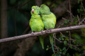 A couple of Plain Parakeet perched on branch. Species Brotogeris chiriri. It is a typical parakeet of the Brazilian forest. Birdwatching. birding. Parrot Valentine's Day. Affection.