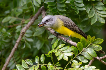 The Tropical Kingbird also known as Suiriri perched on the branches of a tree. Species Tyrannus melancholicus. Animal world. Birdwatching. Yellow bird. Flycatcher. Singing bird.