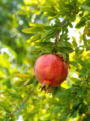 Red ripe pomegranate fruit (Punica granatum) grow on tree branch. Fresh bunch of natural fruits growing in homemade garden. Close-up. Organic farming, healthy food, BIO viands, back to nature concept.