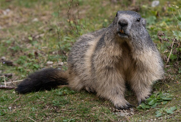 marmot