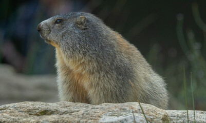 marmot