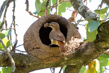Nest of Rufous Hornero as know as joao-de-barro. The bird that builds its house from clay to procreate. Species Furnarius rufus. Birdwatcher.