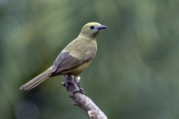 Green bird. A Palm Tanager also know as sanhaço or Coconut Tanager perched on the branch. Species Thraupis palmarum. Birdwatching. Birding.