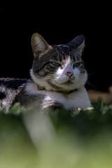 A male tabby cat lying on the grass in the house's garden. Sunbath. Animal world. Pet lover. Cat lover. American Wirehair.