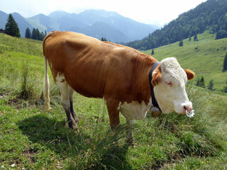 Fototapeta na wymiar Eine braun-weiße Kuh auf einer saftig grünen Almwiese 