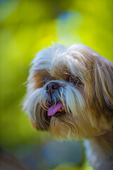 shih tzu dog walks in the forest in summer