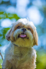 shih tzu dog walks in the forest in summer
