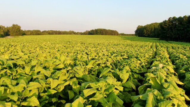 tobacco field northfield minnesota Cinematic Sunset Drone Footage of North Carolina Tobacco Field