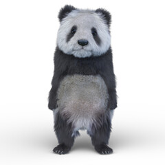 Fototapeta premium ジャイアントパンダ