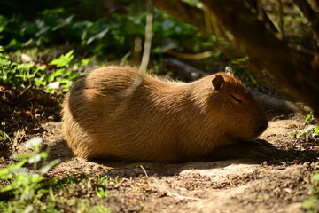 Capybara, U.K. Large rodent dozing in the Autumnal sunshine.