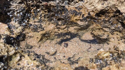 Broken shell fragments and mussel shells stand in the water in the cavity of the rock after the low tide of the ocean