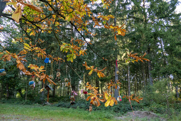 Der Kartoffelbaum im Hürtgenwald, beliebtes Ausflugsziel in der Eifel.