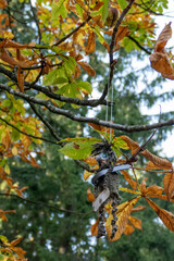 Der Kartoffelbaum im Hürtgenwald, beliebtes Ausflugsziel in der Eifel.