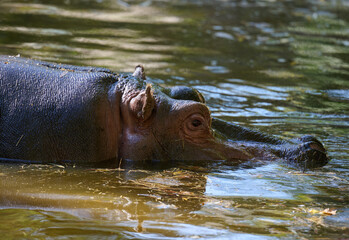 An adult hippopotamus swims in a pond on an autumn day