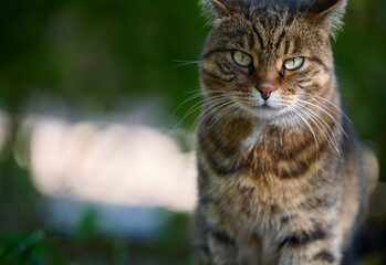 Portrait of an adult gray cat in nature, street animal