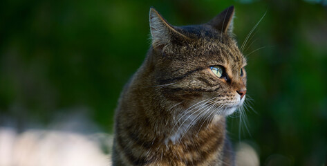 Portrait of an adult gray cat in nature, street animal