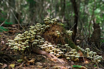 Poisonous mushrooms Hypholoma fasciculare, commonly known as the sulfur tuft or clustered woodlover close-up