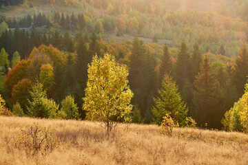 Mystical autumn landscape in the Ukrainian Carpathians. A small tree illuminated by the setting sun against the backdrop of a dark coniferous forest