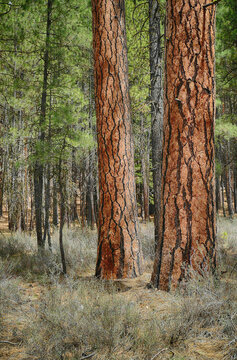 Ponderosa pine    forest along the Metolius River