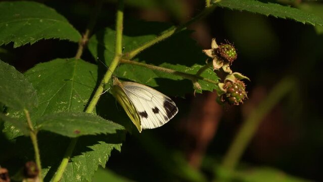 A female Green-veined White (Pieris napi) sitting on a blackberry leaf