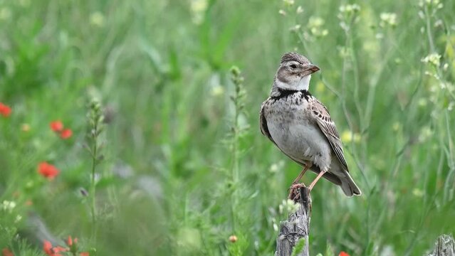 Calandra Lark Melanocorypha calandra bird in the wild. A bird is sitting on a dry stick in a field in the steppe.