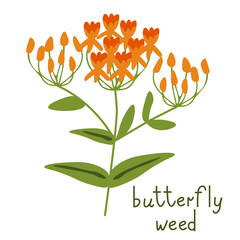 Butterfly weed vector - 659161403