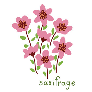 Saxifrage vector illustration