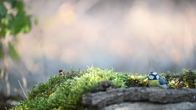 Blue tit in autumn, Scientific name: Cyanistes Caeruleus, bathing in a puddle in the forest, Slow motion.