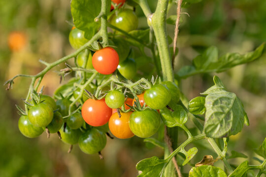 Green and red tomatoes growing in greenhouse, some not ripe
